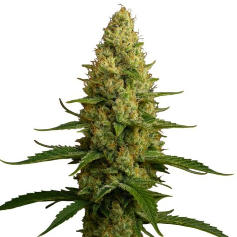 Close-up of a KC 33 cannabis bud with dense green flowers, orange pistils, and a frosty trichome coating.