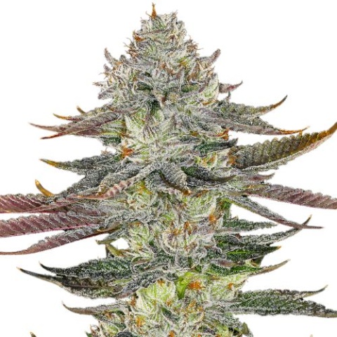 Kahuna Cannabis Seeds