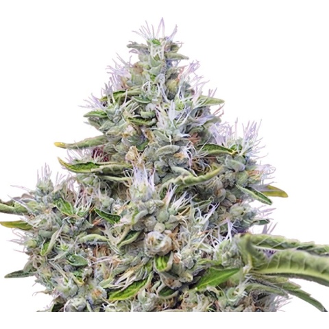 Kandahar Cannabis Seeds