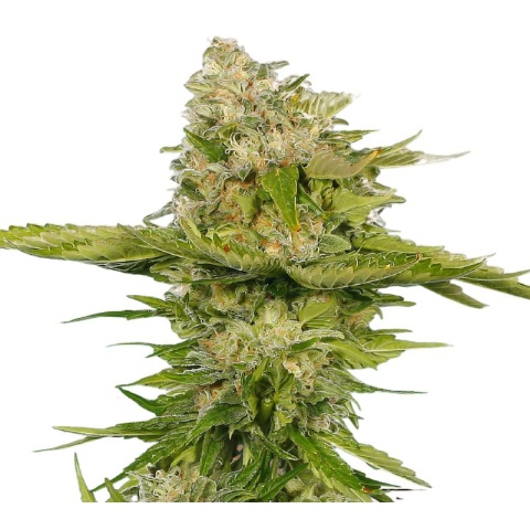 Kandy Kush Cannabis Seeds
