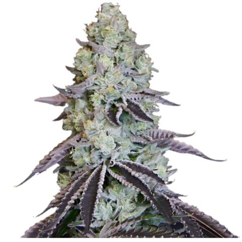 Katsu Bubba Kush Cannabis Seeds