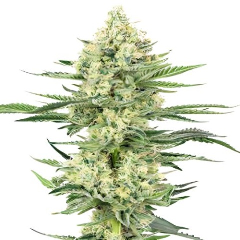 Khalifa Kush Cannabis Seeds