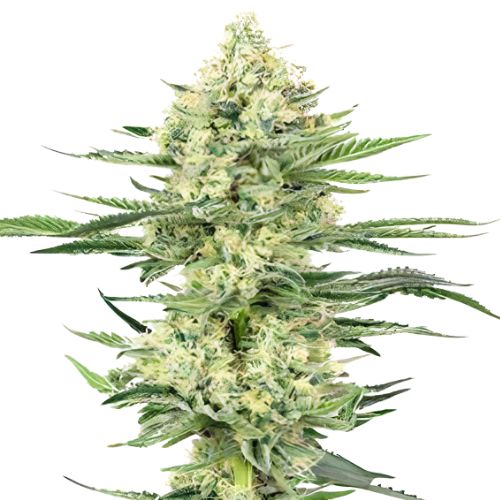 Khalifa Kush Cannabis Seeds