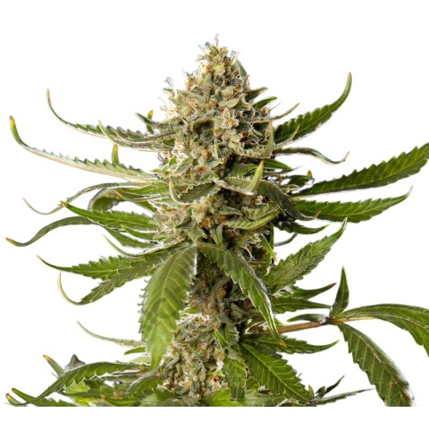 Khufu Cannabis Seeds