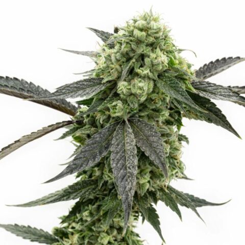 Kid N Kookies cannabis seeds