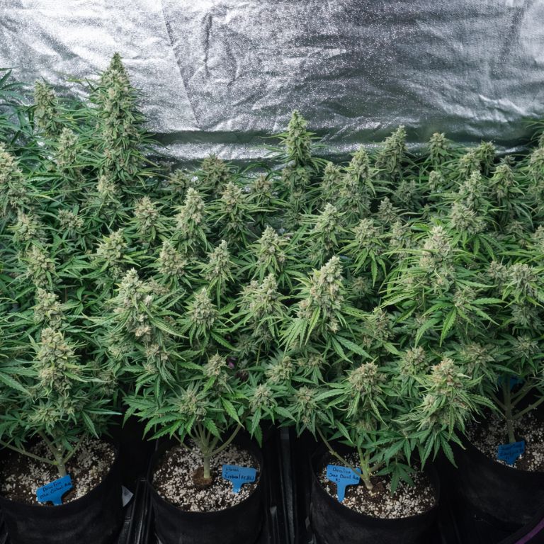 Kid N Kookies Grow Room