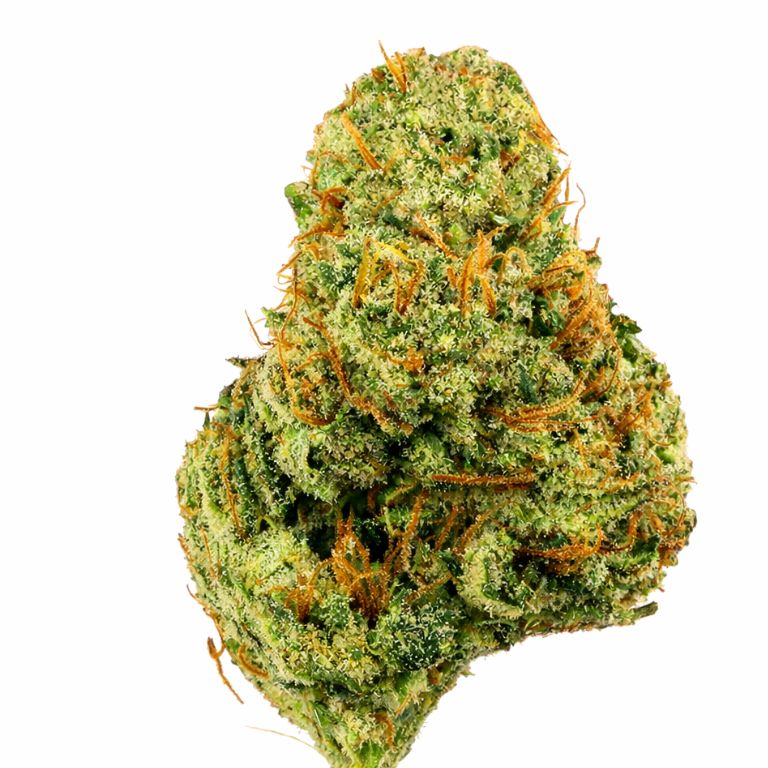 Kid N kookies Cannabis Bud