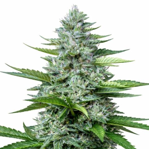 Killer Cannabis Seeds