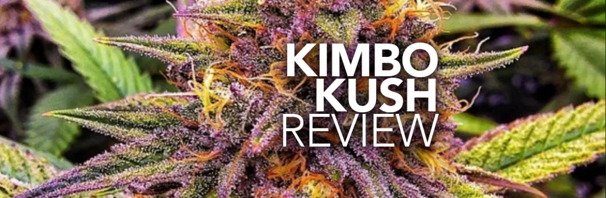 KimboKush review