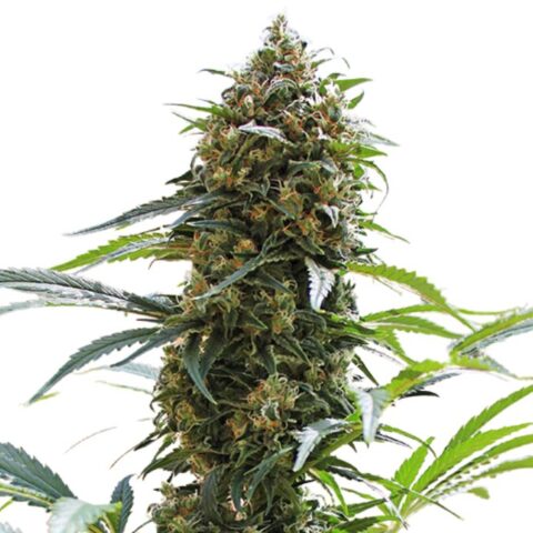 King Kong Cannabis Seeds