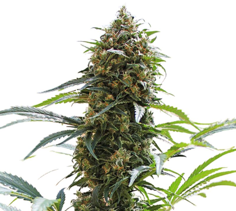 King Kong Cannabis Seeds