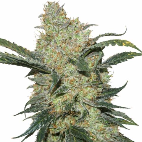 Kings Kush Cannabis Seeds