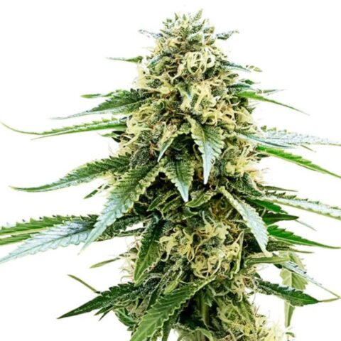 Kiwiskunk Cannabis Seeds