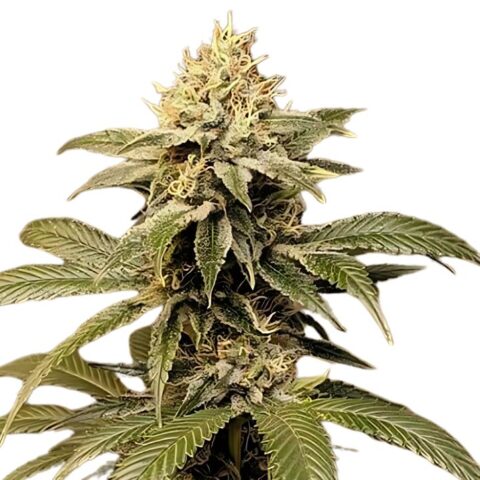 Kobain Kush Cannabis Seeds