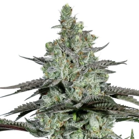 Kosher Tangie Cannabis Seeds