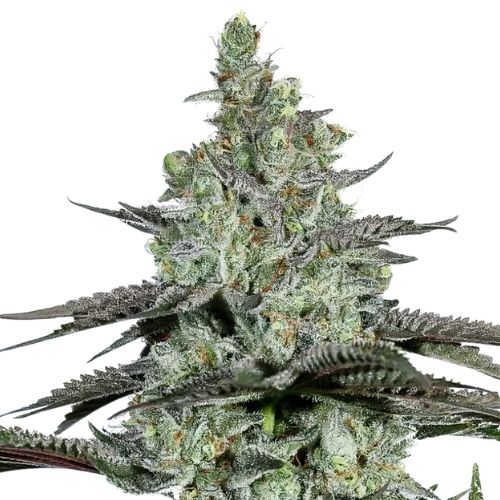 Kosher Tangie Cannabis Seeds