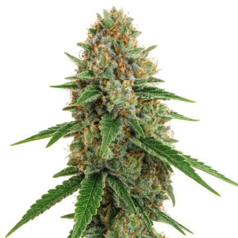 Kush Cake Cannabis Seeds