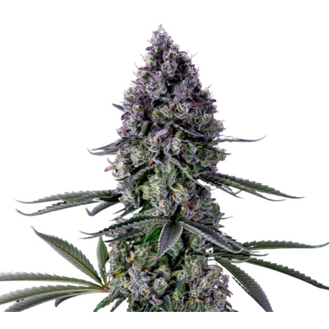 Kushadelic Cannabis Seeds