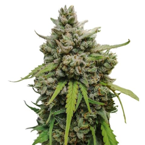 LA Ultra Cannabis Seeds