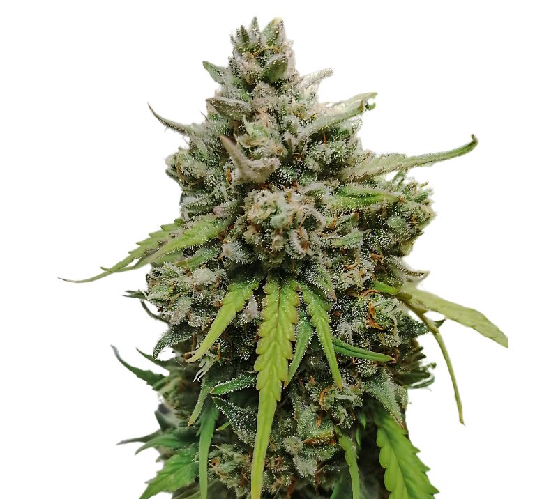 LA Ultra Cannabis Seeds