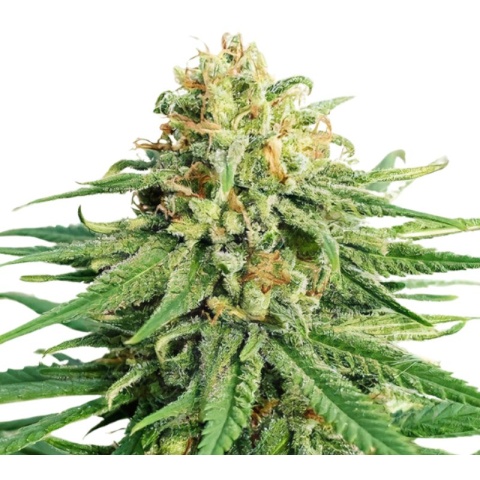 LA OG Cannabis Seeds