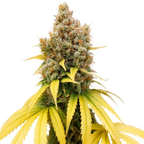 Close-up of a Ladyburn 1974 cannabis bud with frosty trichomes, orange pistils, and golden-yellow leaves.