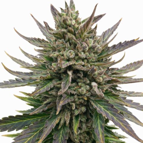 Lambs Bread Cannabis Seeds