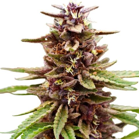Lavender Jones Cannabis Seeds
