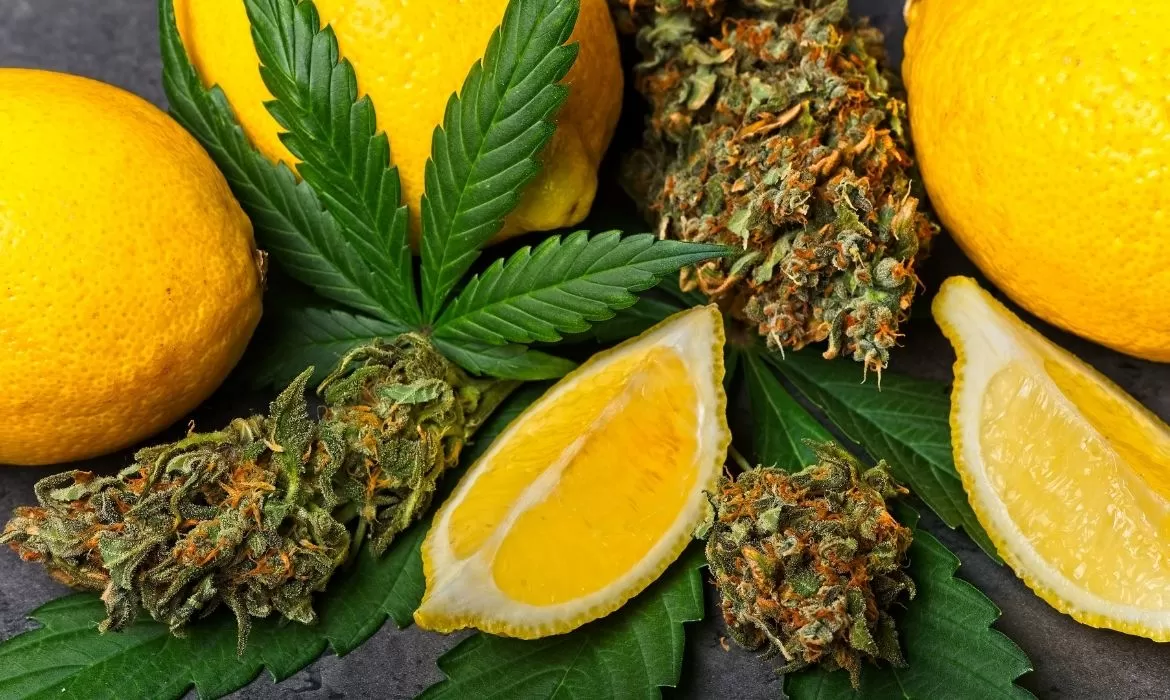 Lemon Pound Cake Strain Review