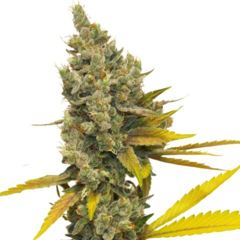 Lemon OG Kush Cannabis Seeds