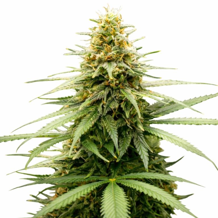 Lemon Skunk cannabis seeds
