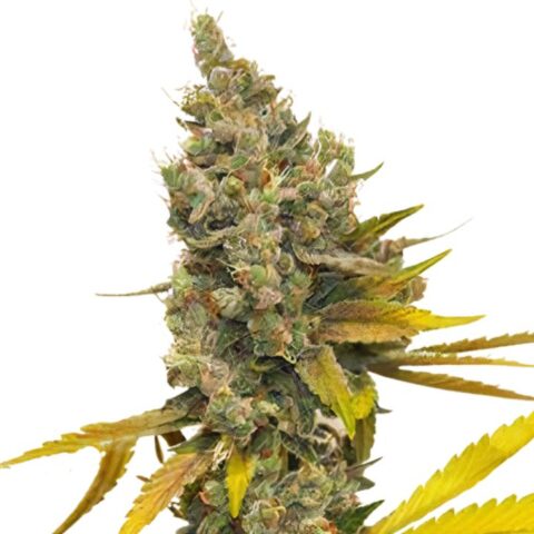 Lemon Thai Cannabis Seeds