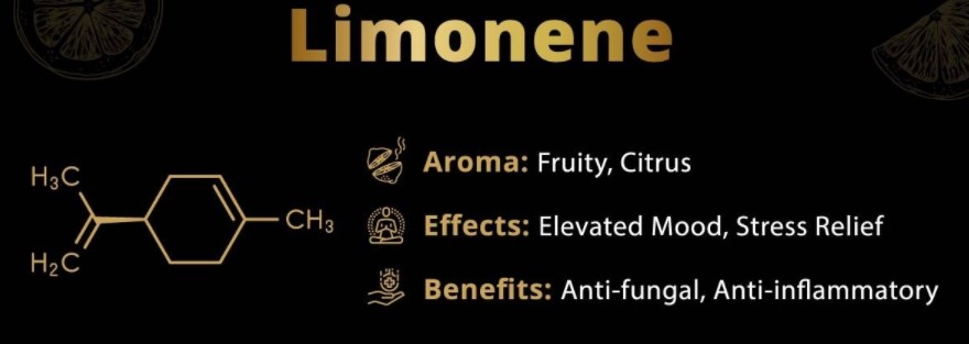 Lemon daddy terpenes