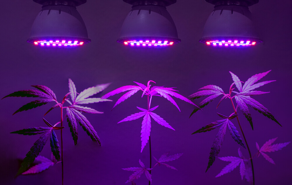 Light Duration in Indoor Cannabis Cultivation