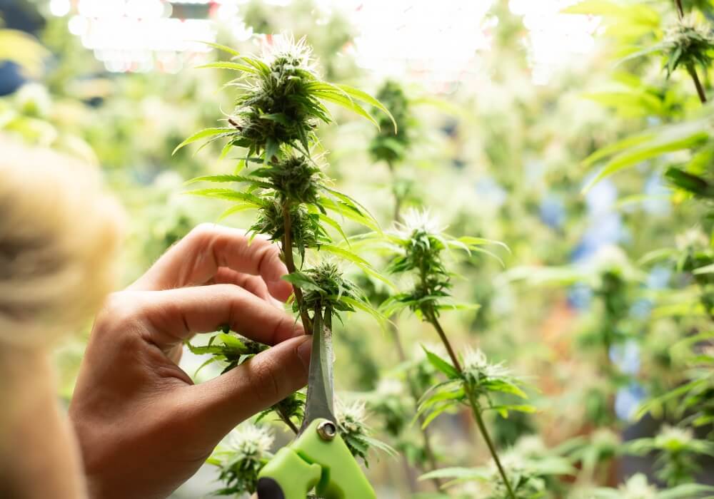 Lollipopping from the bottom