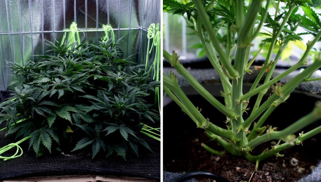 Lollipopping vs. Defoliation