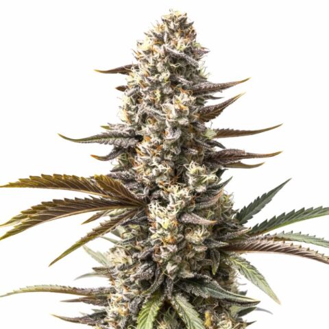 London Pound Cake Cannabis Seeds