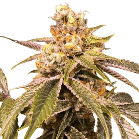 Love Potion #1 Cannabis Seeds