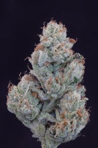 Love Potion1 trichomes