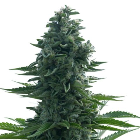 Lucid Dream Kush Cannabis Seeds