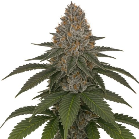 Mafia Funeral Cannabis Seeds