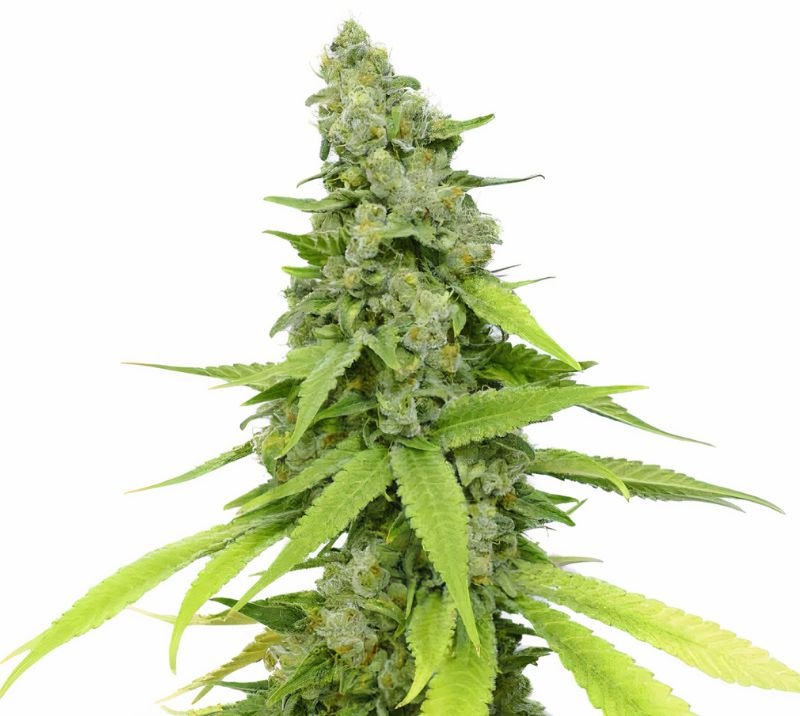 Mag Landrace Cannabis Seeds