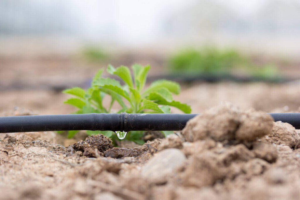 Maintaining and Caring for Your Plants with Drip Irrigation Systems