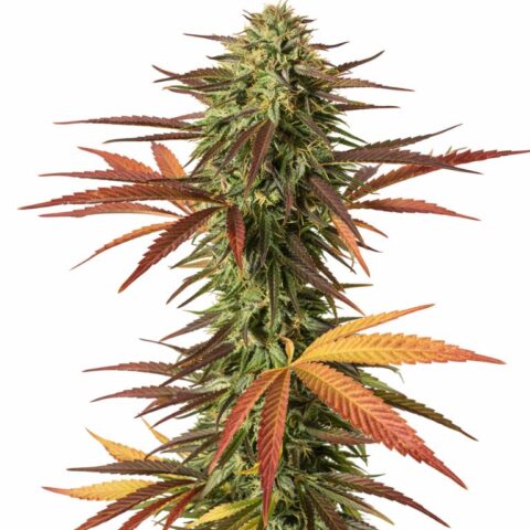 Malawi Gold Cannabis Seeds