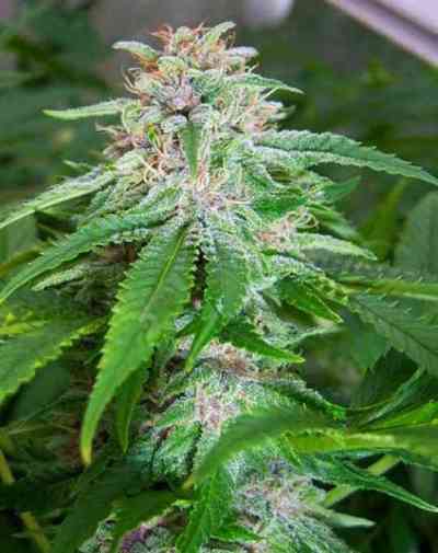 Mandala 1 appearance