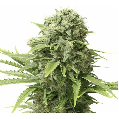 Mandala #1 Cannabis Seeds