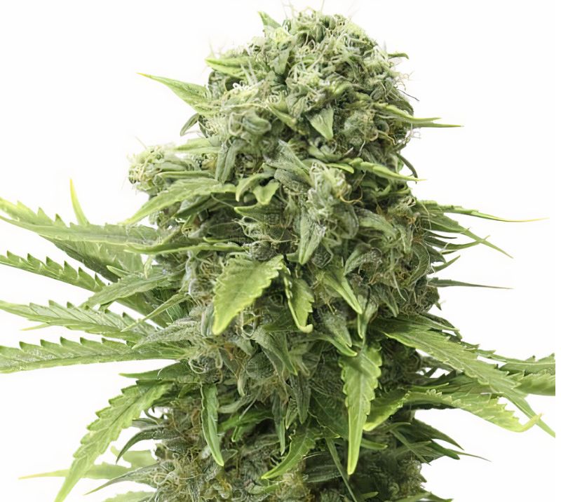 Mandala #1 Cannabis Seeds