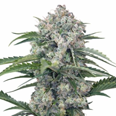Mandarine Cannabis Seeds