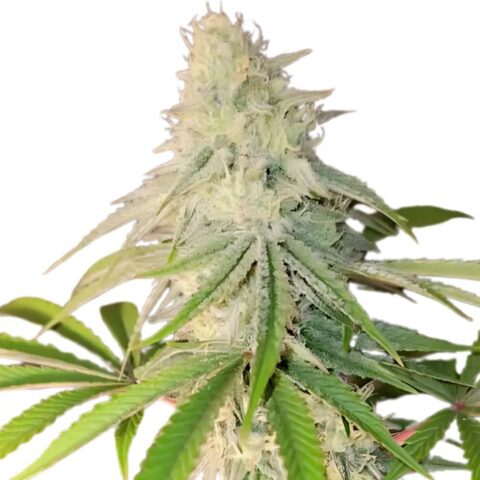 Maple Leaf Cannabis Seeds