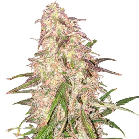 Matanuska Thunder Fuck Cannabis Seeds